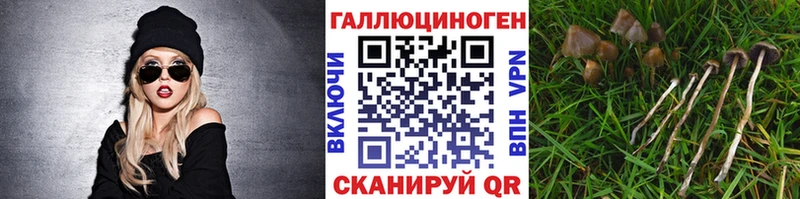 Псилоцибиновые грибы Psilocybine cubensis  Кувшиново 